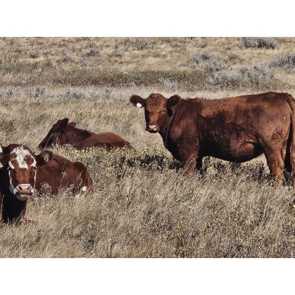South Ridge Farms (Jeff Lewandowski) - 7 RBF Heifers (Pen 439-437)