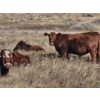 Image 1 : South Ridge Farms (Jeff Lewandowski) - 2 RED Heifers (Pen 431)