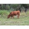 Image 3 : Brady Ranches - 740# October Delivery Steer Calves - 15 Head (Heffley Creek, BC)
