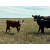 Image 5 : S & R Gerbrandt Farms - 570# November Delivery Steer Calves - 50 Head (Swift Current, SK) VBP+