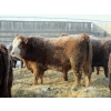 Image 5 : Helland Land & Cattle Co. Ltd. - 1039# February Delivery Steers - 60 Head (Lomond, AB)