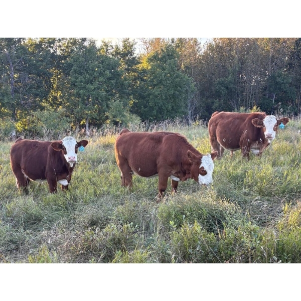 Andres Stock & Seed Ltd. - 750# Oct/Nov Delivery Steer Calves - 80 Head (Roblin, MB)