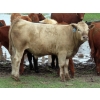 Image 8 : Ranahan Ranch - 950# June Delivery Steers - 65 Head (Whitewood, SK)
