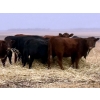 Image 4 : Kings Corner Farms - 880# November Delivery Grass Heifers - 108 Head (Corning, SK)