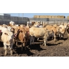 Image 9 : Amber Mountain Farms - 650# May Delivery Heifers - 57 Head (Vauxhall, AB)
