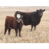 Image 10 : Sybouts Lake Farms Ltd. - 525# March Delivery Heifers - 85 Head (Gladmar, SK)