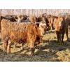 Image 11 : Darcy, Colton & Blake Reinhardt - 850# February Delivery Heifers - 145 Head (Redland, AB)