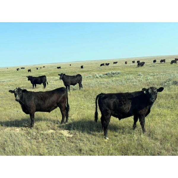 Chance & Tamara Rockabar - 1015# August Delivery Grass Steers - 51 Head (Onefour, AB)