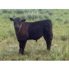 Image 3 : Harley Hutton - 570# October Delivery Steer Calves - 90 Head (Hanna, AB)