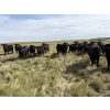 Image 2 : Marketa Land & Cattle - 1025# September Delivery Grass Steers - 120 Head (Botha, AB)