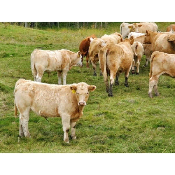 Alvin Sandum Family - 670# Steer Calves - 94 Head (Hussar, AB)
