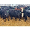Image 6 : Jay Be Acres Ltd. - 800# February Delivery Steers - 75 Head (Deloraine, MB)