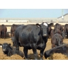 Image 10 : PSV Farms Ltd. - 875# June/July Delivery Heifers - 71 Head (Enchant, AB)