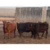 Image 5 : Spruce Tree Cattle Co. Ltd - 960# September Delivery Heifers - 48 Head (Linden, AB)