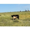 Image 12 : Hiebert Ranches - 620# October Delivery Steer Calves - 170 Head (Gem, AB)
