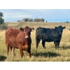 Image 6 : Valley View Ranch - 950# October Delivery Grass Heifers - 150 Head (Strathmore, AB)