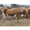 Image 6 : McKenzie Ranch - 820# March Delivery Steers - 73 Head (Delisle, SK)