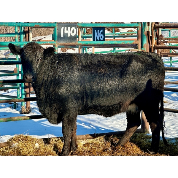 Bettmere Farms  - 1 3-4 Year-Old Cow (Pen 140)
