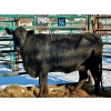 Image 1 : Bettmere Farms  - 1 3-4 Year-Old Cow (Pen 140)