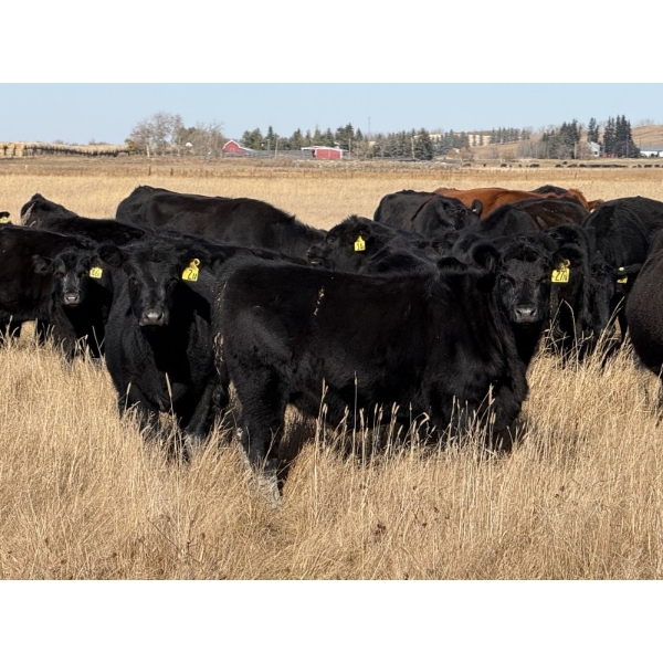 Darren & Tamara Schultz - 525# October Delivery Heifer Calves - 65 Head (Bashaw, AB)