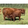 Image 6 : Les & Sharlene Bjorge - 540# October Delivery Heifer Calves - 35 Head (Eckville, AB)