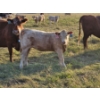 Image 4 : Bruce & Derek Christensen - 680# November Delivery Heifer Calves - 80 Head (Rainier, AB)