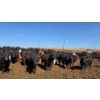 Image 10 : Cattlewood Farms Ltd. - 830# April Delivery Heifers - 70 Head (Vauxhall, AB)