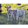 Image 3 : Cutting Edge/Holtry Creek - 675# November Delivery Steer Calves - 90 Head (100 Mile House, BC)