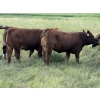 Image 15 : Sheldon Reimer - 940# September Delivery Grass Heifers - 325 Head (Cromer, MB)