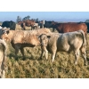 Image 18 : Darcy, Colton & Blake Reinhardt - 700# October Delivery Steer Calves - 88 Head (Nightingale, AB)