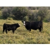 Image 12 : CC Farming Company - 680# October Delivery Steer Calves - 170 Head (Cayley, AB)