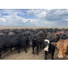 Image 6 : Babcock Livestock - 980# August Delivery Heifers - 288 Head (Czar, AB)