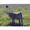 Image 9 : Fred Courtney - 650# October Delivery Steer Calves - 65 Head (Delia, AB)
