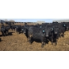 Image 7 : Little Big Ranch - 790# March Delivery Steers - 75 Head (Medicine Hat, AB)