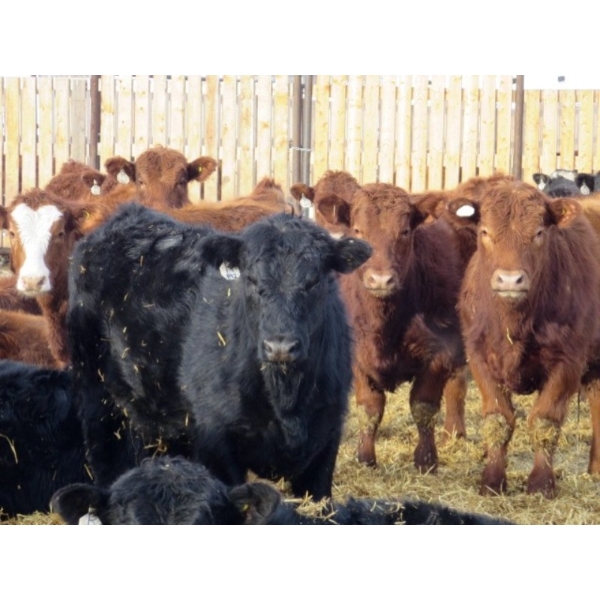 Resch Ranch - 950# March Weaned Steers - 195 Head (Leader, SK) VBP+