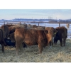 Image 5 : Kevin Szymanek - 875# February Weaned Steers - 70 Head (Stauffer, AB)