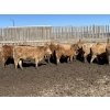 Image 5 : Williamson Farms - 870# Feb/March Delivery Steers - 117 Head (Lomond, AB)