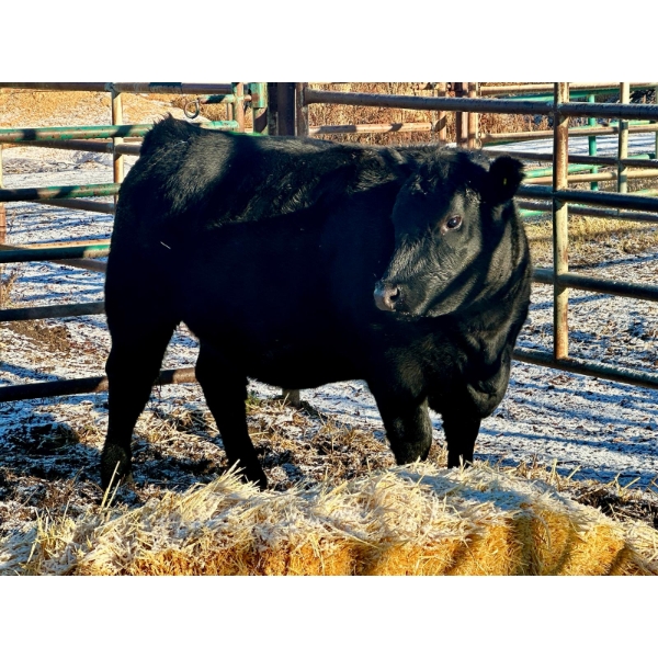 Dawson Cleveland - 2 Heifers (Pen 134)