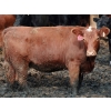Image 6 : Dan Ponjavic - 900# September Delivery Heifers - 106 Head (Lethbridge, AB)