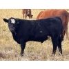 Image 2 : Pittman Brothers Production - 720# October Delivery Steer Calves - 30 Head (Warner, AB)