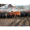 Image 3 : Fridlington Family Farms - 700# March Delivery Heifers - 88 Head (Kersley, BC)