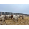Image 6 : Cross Bar Ranch - 1050# April Delivery Steers - 54 Head (Consort, AB)