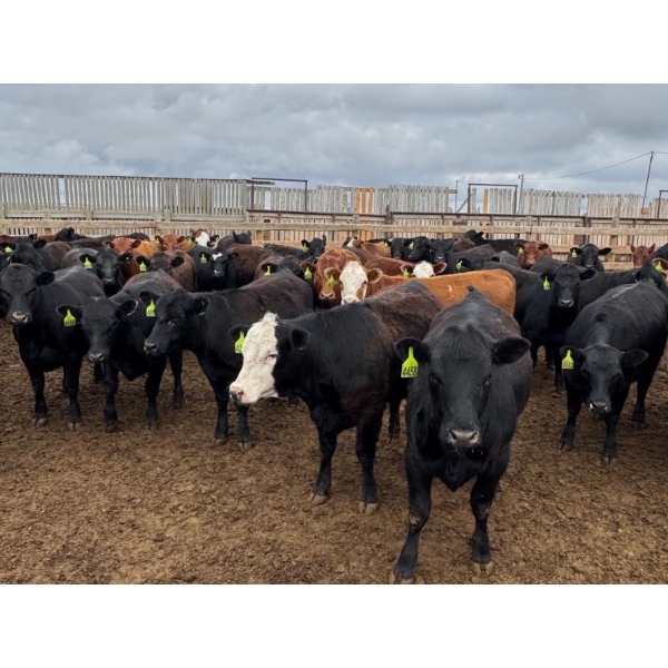 Driland Feeders - 790# May Delivery Heifers - 80 Head (Burdett, AB)