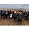 Image 1 : Driland Feeders - 790# May Delivery Heifers - 80 Head (Burdett, AB)