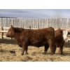 Image 8 : X Bar X Cattle Co. Ltd. - 1000# March Delivery Steers - 62 Head (Lomond, AB)