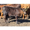 Image 12 : Allan & Janet Nameth - 600# November Delivery Steer Calves - 95 Head (Cupar, SK) VBP+