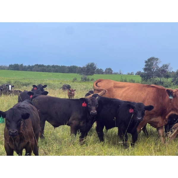 Weisbeck Livestock Ltd. - 600# November Delivery Steer Calves - 75 Head (Guernsey, SK) VBP+
