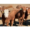 Image 8 : Van Hal Livestock Inc. - 725# May Delivery Heifers - 228 Head (Seven Persons, AB)