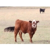 Image 5 : Cam Taylor/Trevor Campbell - 515# November Delivery Steer Calves - 180 Head (Wolseley, SK)