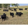 Image 7 : West Bench Colony - 540# Oct/Nov Delivery Steer Calves - 300 Head (Piapot, SK)